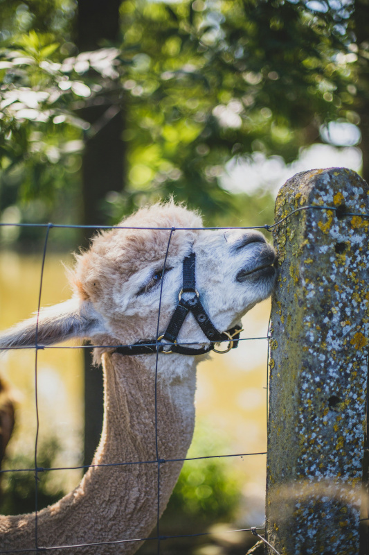 Cute white llama rubbing nose on fence post.